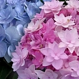 Гортензия крупнолистная You And Me Forever