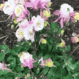 Аквилегия обыкновенная Winky Double Rose and White