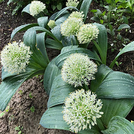 Лук декоративный Каратавский Айвори Квин