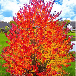 Багрянник японский