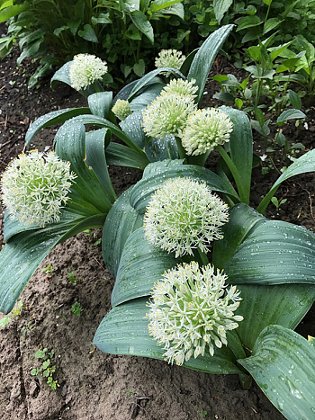 Лук декоративный Каратавский Айвори Квин