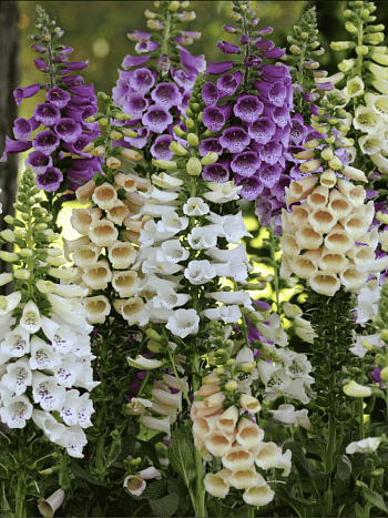 Наперстянка пурпурная Dalmatian Mix