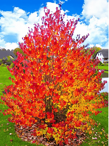 Багрянник японский