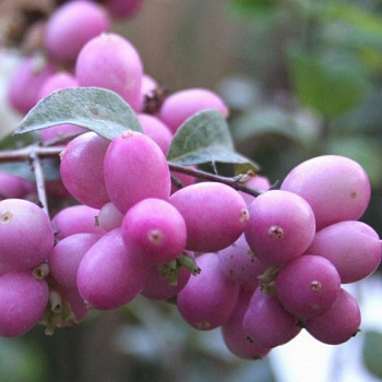 Снежноягодник доренбози Мэджикал Кэнди