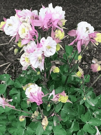 Аквилегия обыкновенная Winky Double Rose and White