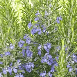 Розмарин Maresme Imp