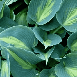 Хоста Grand Marquee