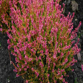 Вереск обыкновенный Bonita