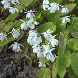 Горянка Юнга смесь