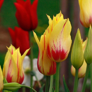 Тюльпан Мона Лиза