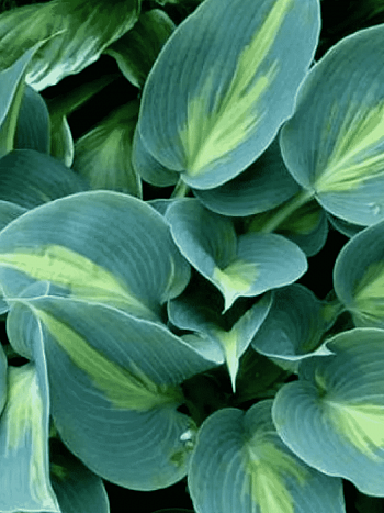 Хоста Grand Marquee