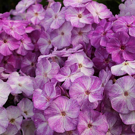 Флокс метельчатый Фрекл Блу Шейдз