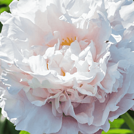 Пион Gardenia