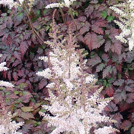 Астильба гибридная Колор Флеш