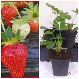 Земляника садовая Твист НАБОР 5ШТ