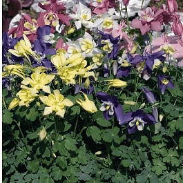 Аквилегия вееровидная Spring Magic Mix