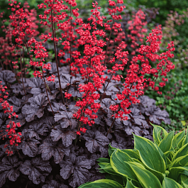 Гейхера Hollywood