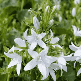 Колокольчик пожарского  E.H. Frost