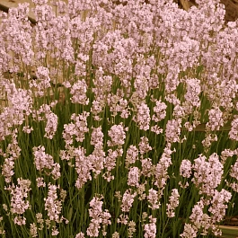 Лаванда узколистная Loddon Pink