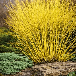 Дерен Отпрысковый Flaviramea