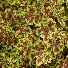 Гейхерелла Solar Power