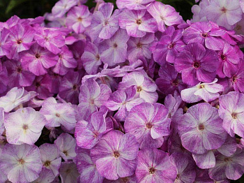 Флокс метельчатый Фрекл Блу Шейдз