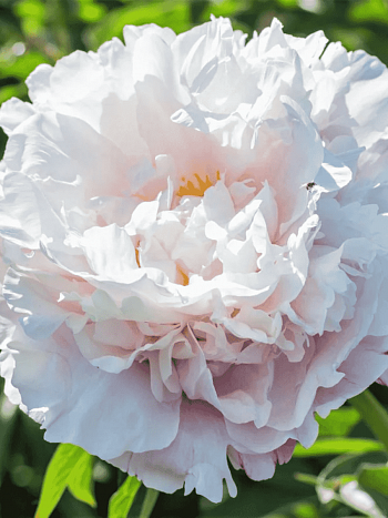 Пион Gardenia