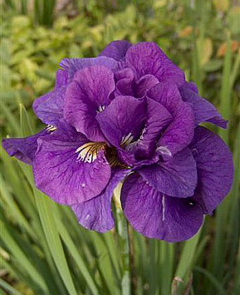 Ирис сибирский Тамбл Баг