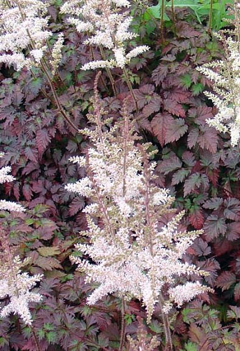 Астильба гибридная Колор Флеш