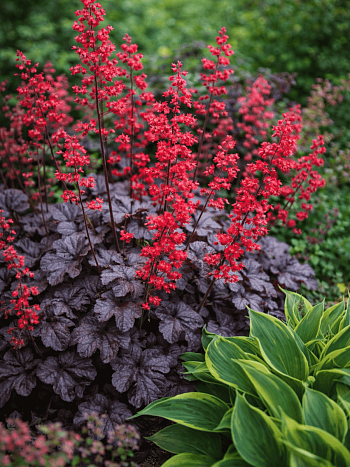 Гейхера Hollywood