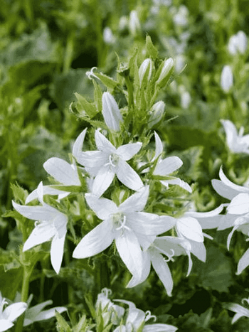 Колокольчик пожарского  E.H. Frost