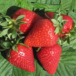 Земляника садовая Лофти