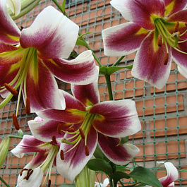 Лилия ОТ-гибрид Пэшн Мун НАБОР 2ШТ (2+2)