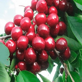 Черешня Ревна (3-летка)