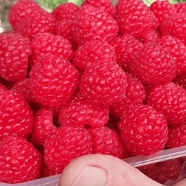 Малина обыкновенная Kweli