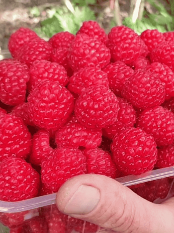 Малина обыкновенная Kweli