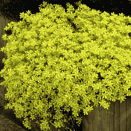 Очиток едкий Golden Queen