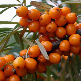 Облепиха Любимая Облепиха Любимая