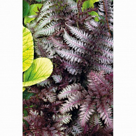 Кочедыжник ниппонский Сильвер Фолс Кочедыжник ниппонский Сильвер Фолс