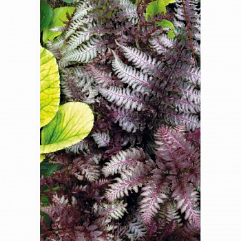 Кочедыжник ниппонский Сильвер Фолс