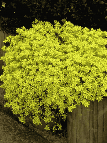 Очиток едкий Golden Queen