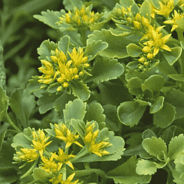 Очиток камчатский Immergrun