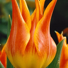 Тюльпан Ballade Orange
