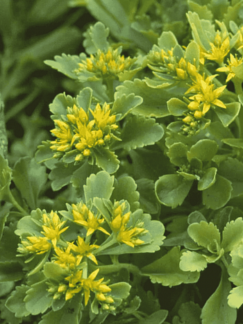 Очиток камчатский Immergrun