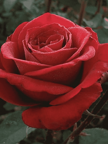 Роза грандифлора Samourai