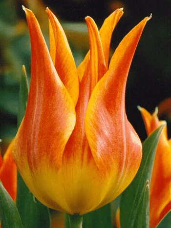 Тюльпан Ballade Orange