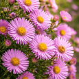 Астра кустарниковая Marjorie