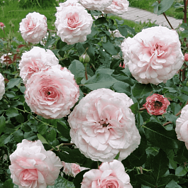 Роза Кустовая Bremer Stadtmusikanten