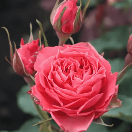 Роза спрей Bellalinda glee