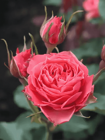 Роза спрей Bellalinda glee